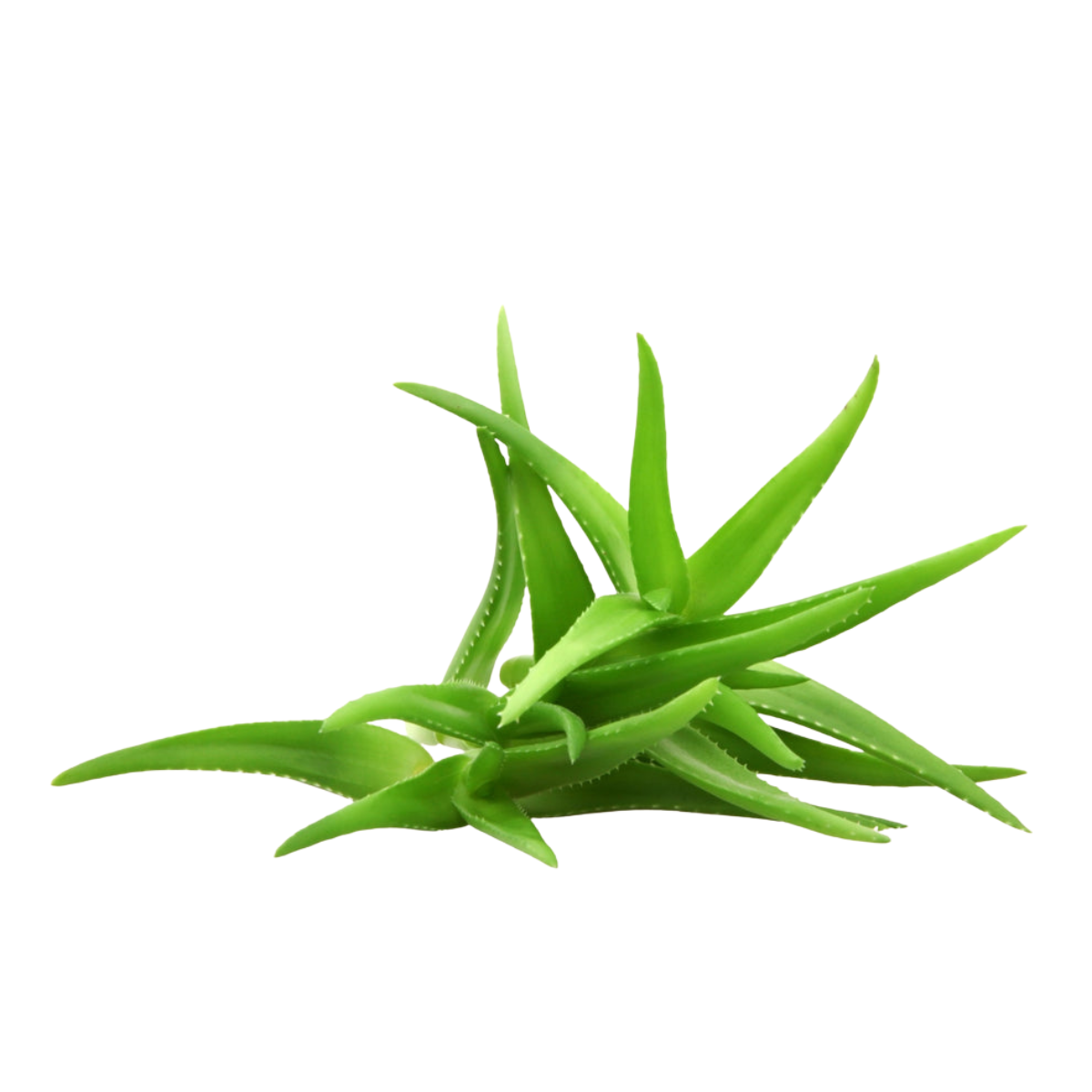 Aloe Vera Liquid Extract - 1