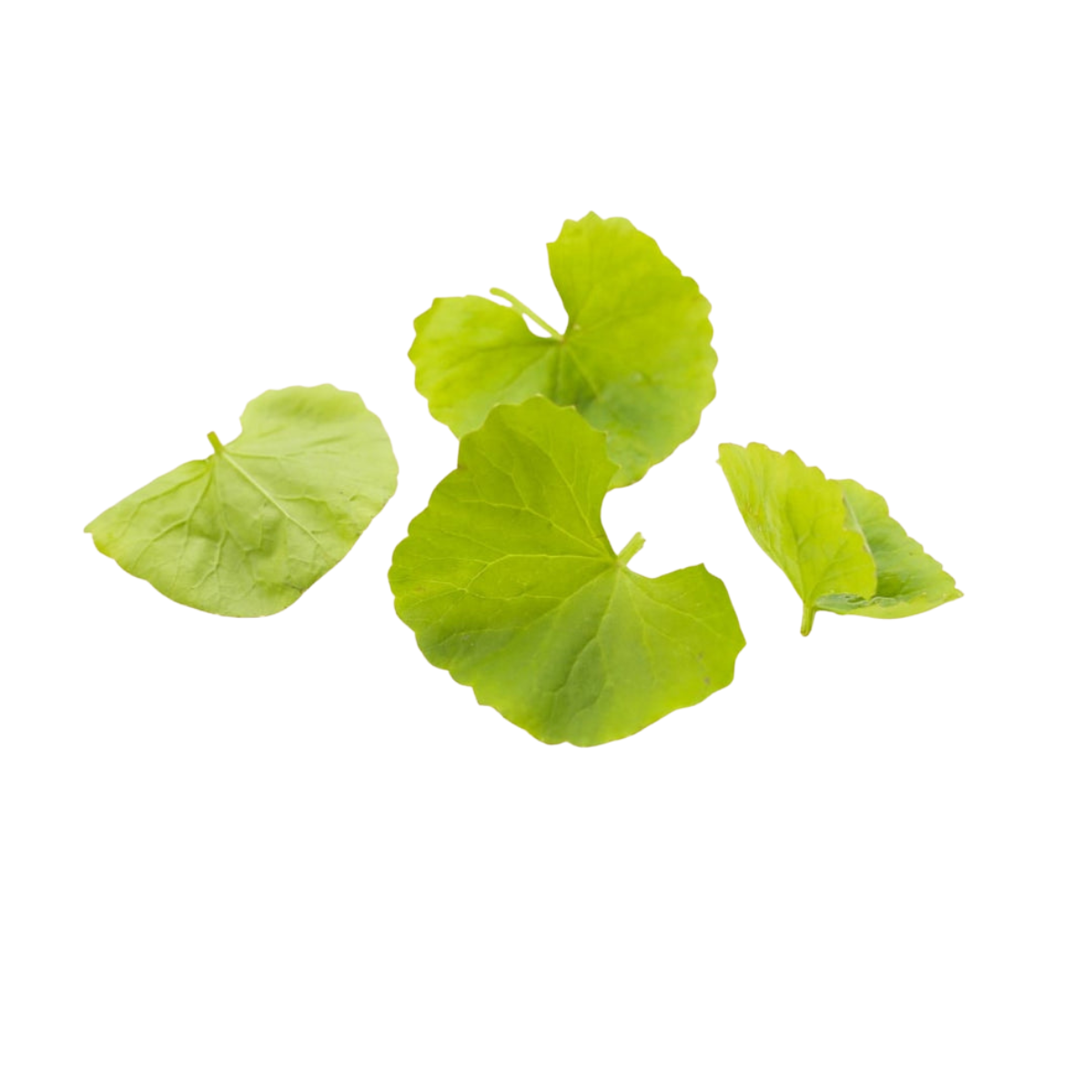 Gotu Kola Liquid Extract - 1