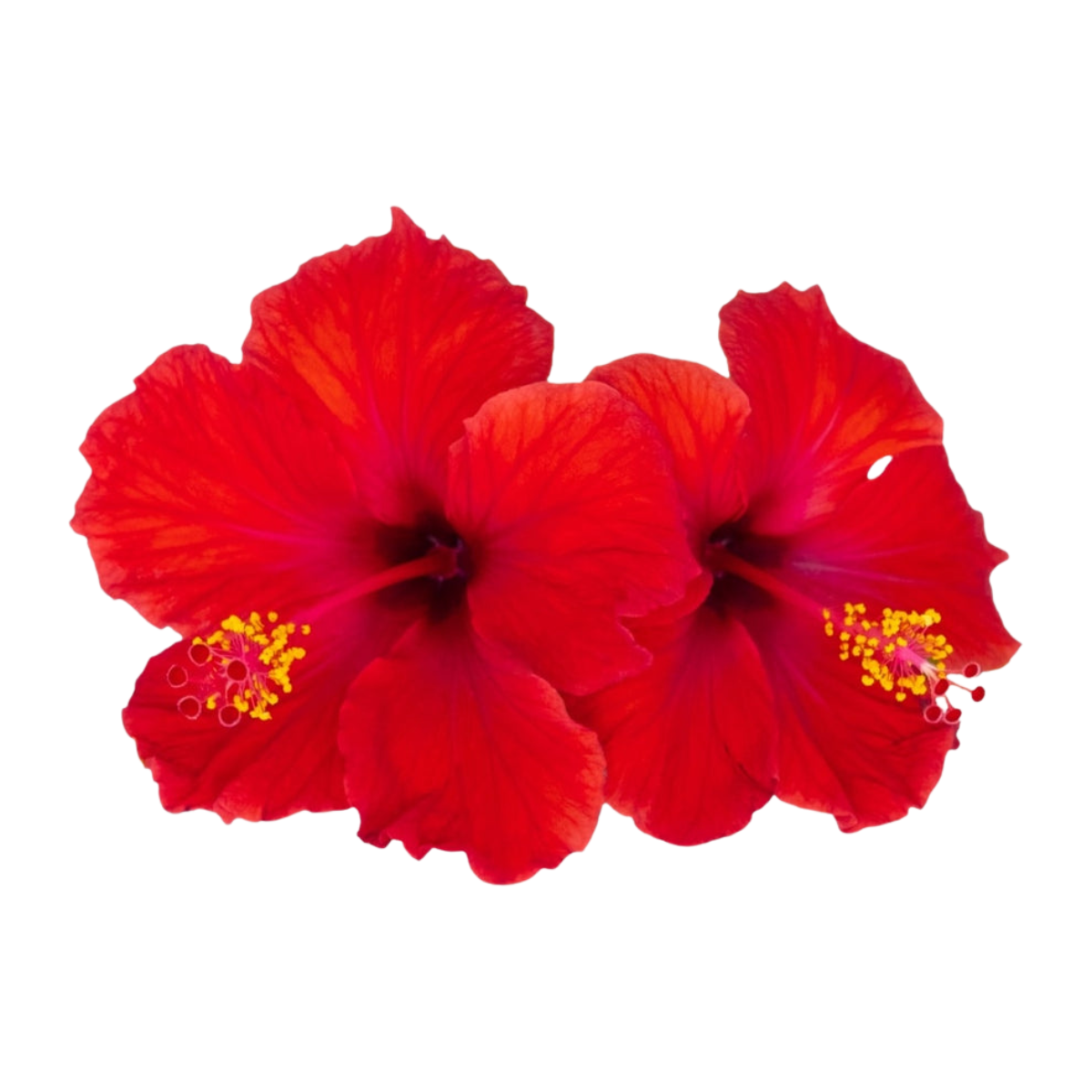 Hibiscus Liquid Extract - 1