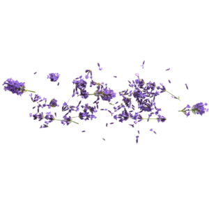 Lavender Hydrosol