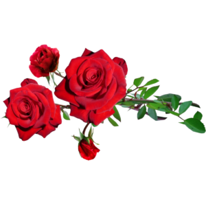 Rose Hydrosol