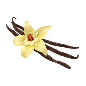 Vanilla Fragrance Oil - 1