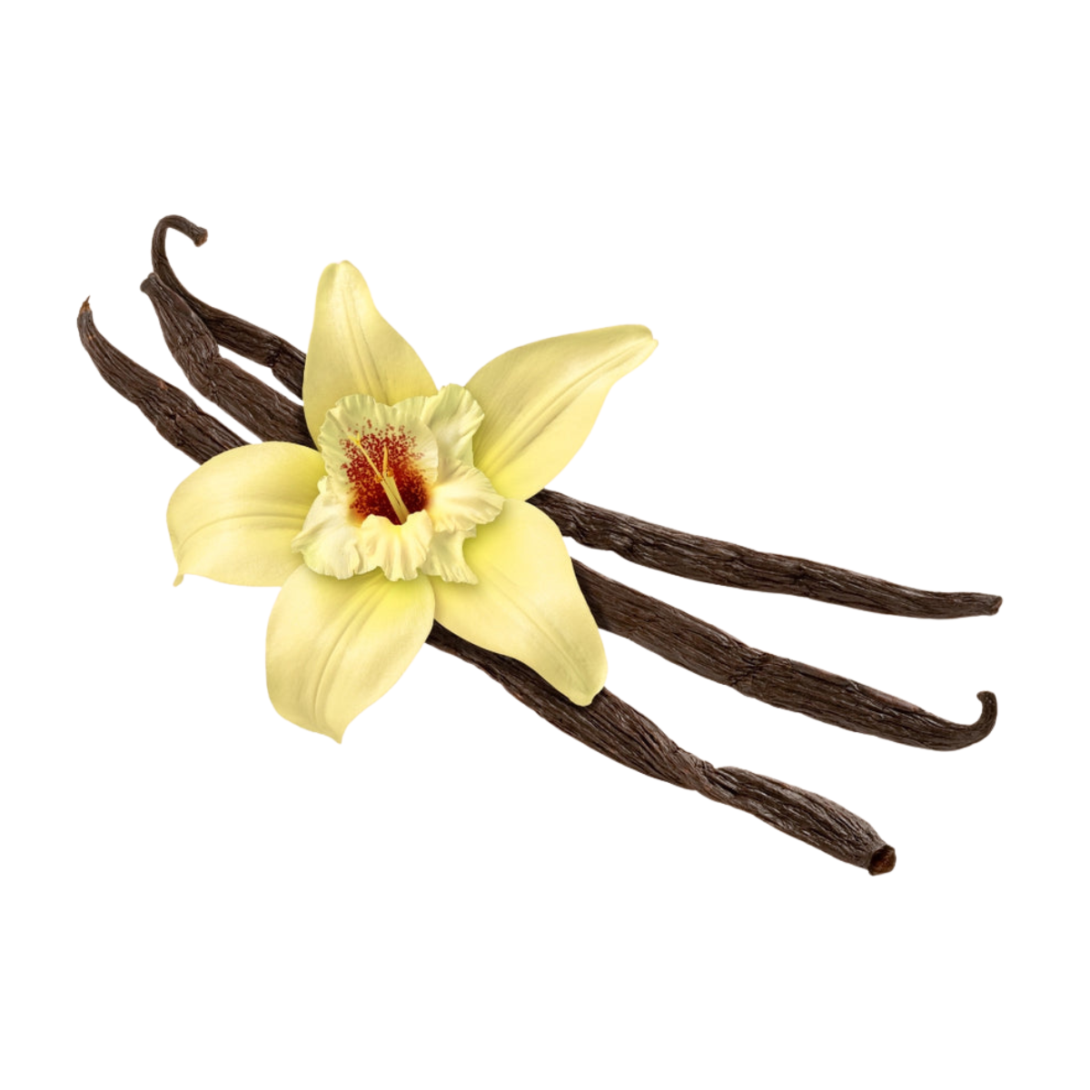 Vanilla Fragrance Oil - 1