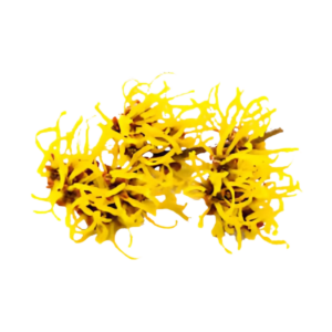 Witch Hazel Hydrosol