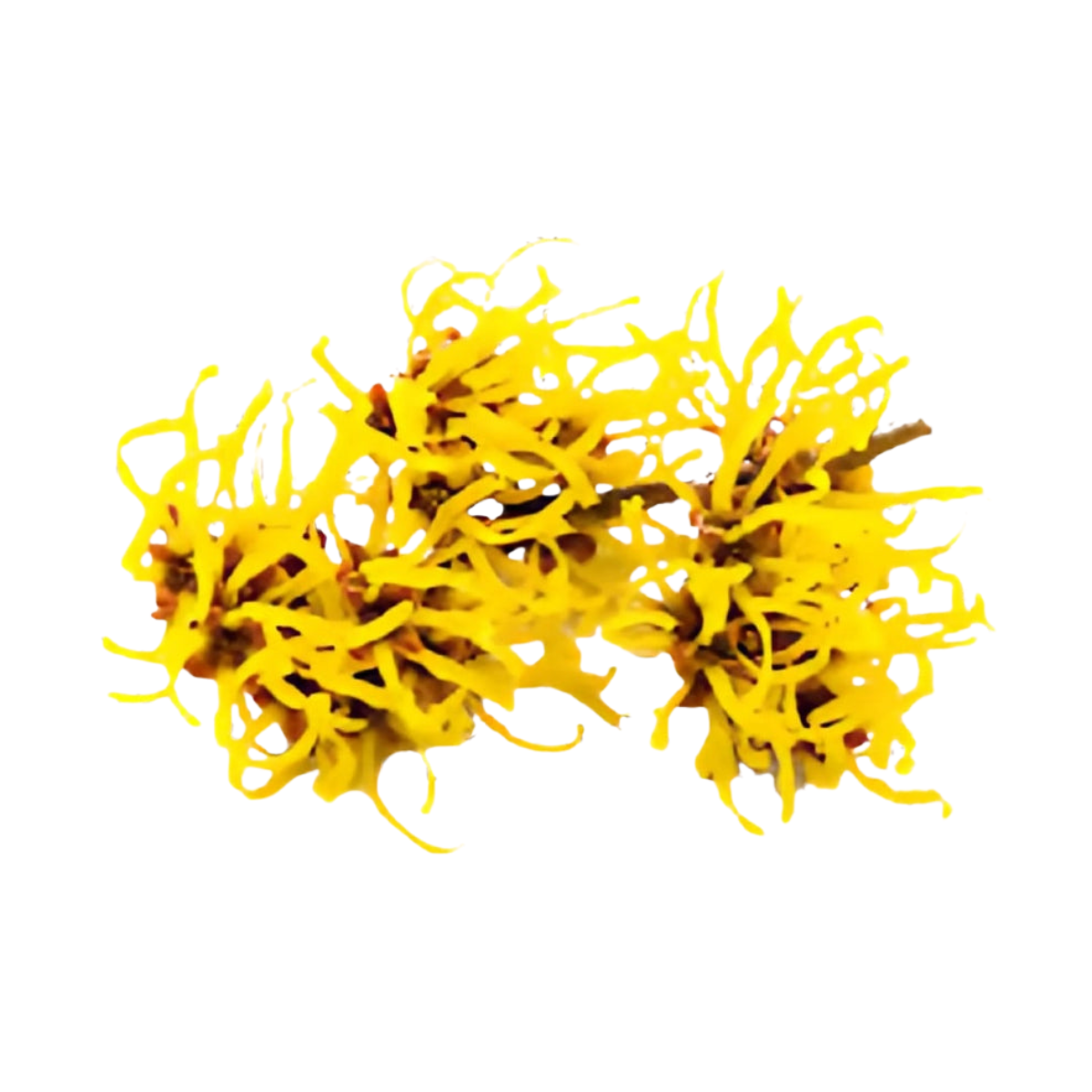 Witch Hazel Hydrosol